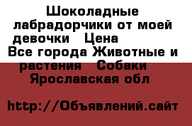 Шоколадные лабрадорчики от моей девочки › Цена ­ 25 000 - Все города Животные и растения » Собаки   . Ярославская обл.